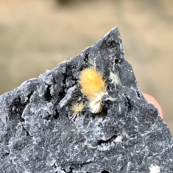 Fuzzy yellow stibiconite ball on black matrix from Hunan, China, view 4 of 6