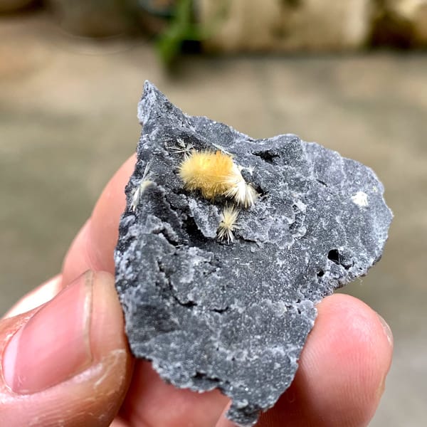 Fuzzy yellow stibiconite ball on black matrix from Hunan, China, view 5 of 6