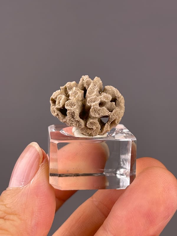 Unidentified specimen from China: beige rounded framework with irregular branching openings.