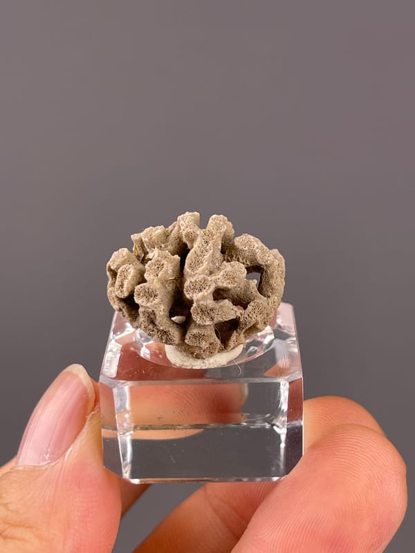 Unidentified specimen from China: front view of dark cavities between granular pale walls.