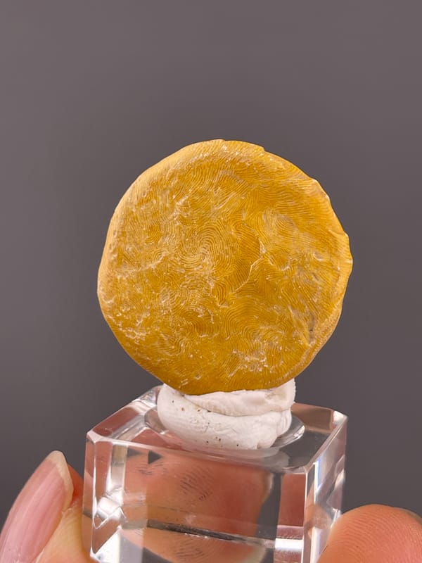 Unidentified specimen from China: front angle showing an uneven rounded yellow edge.