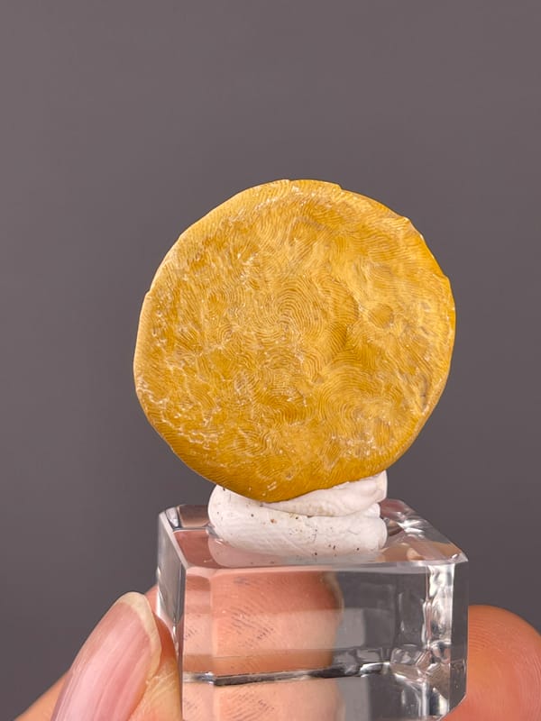 Unidentified specimen from China: upright disc showing faint pale markings across its face.