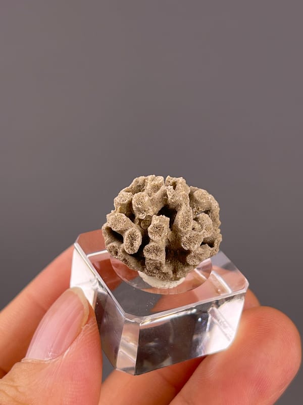 Unidentified specimen from China: tilted view of the branching porous structure.