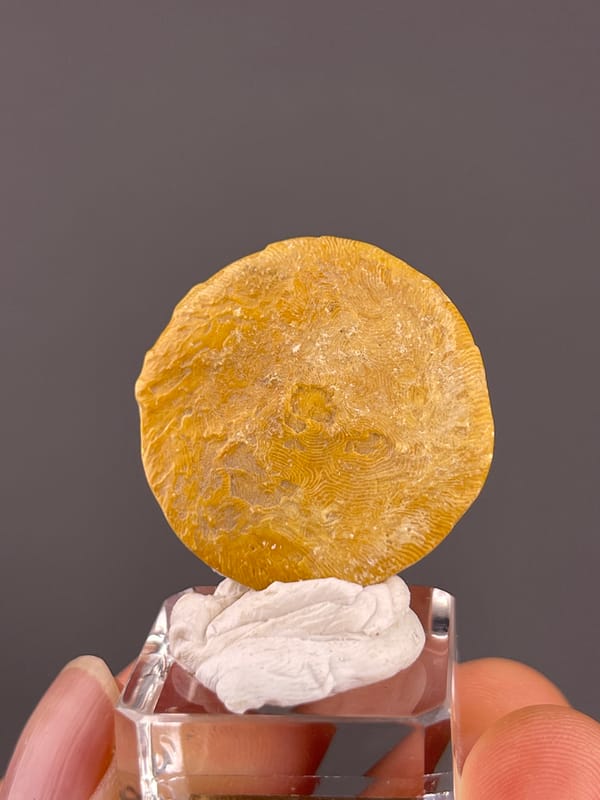 Unidentified specimen from China: reverse face with a small central mark and fine lines.