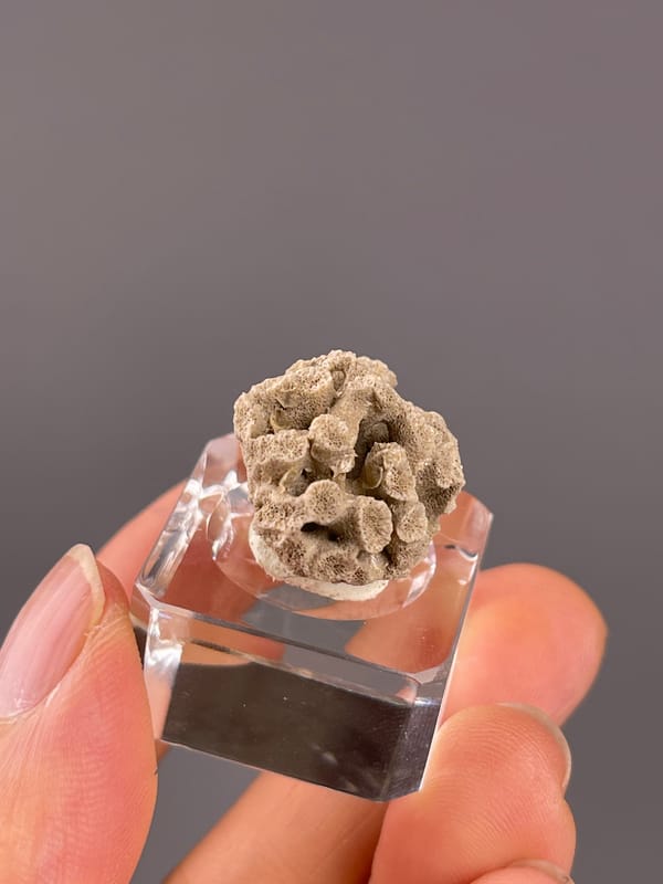 Unidentified specimen from China: rotated side with rounded openings and thick pale walls.
