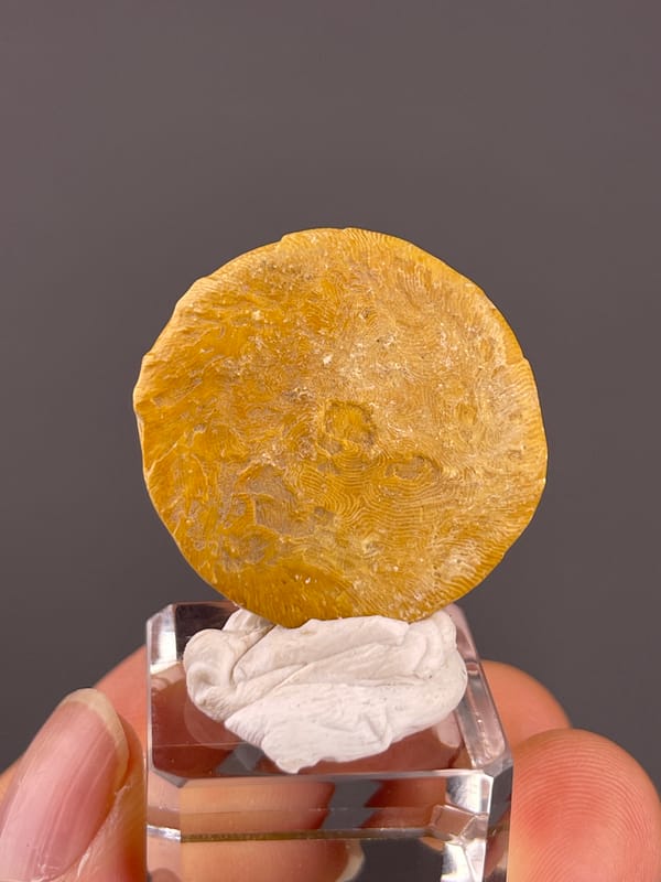 Unidentified specimen from China: close reverse with subdued circular tonal variation.