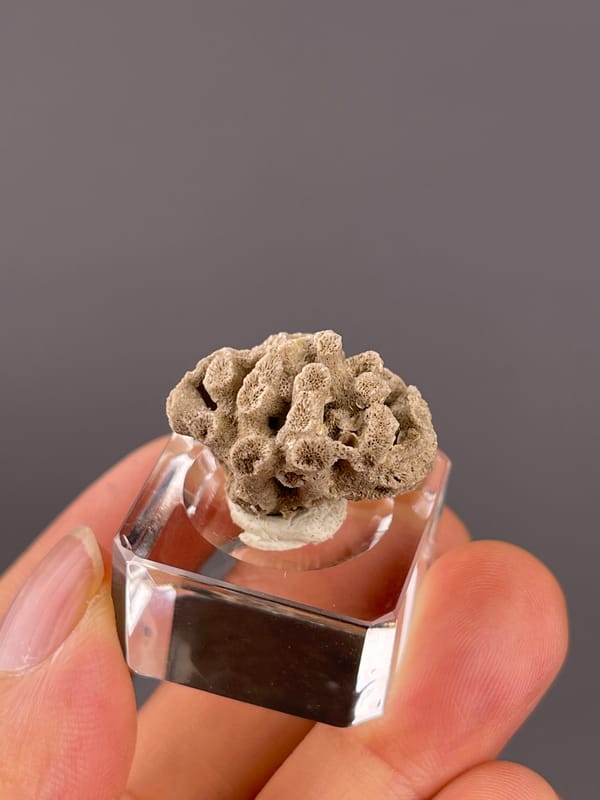 Unidentified specimen from China: oblique view of uneven cavities in the compact framework.