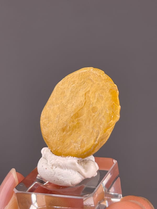 Unidentified specimen from China: oblique view of the thin golden yellow disc.