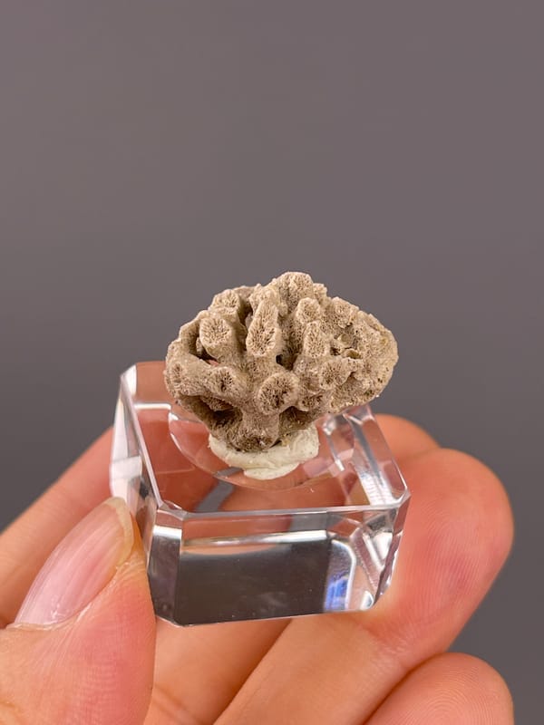Unidentified specimen from China: rounded side with several dark openings near its base.