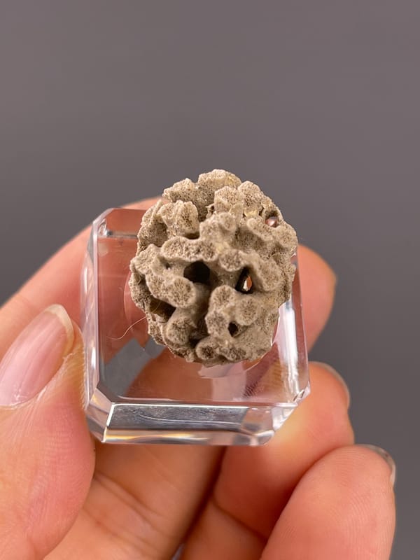 Unidentified specimen from China: top close view of interconnected irregular openings.