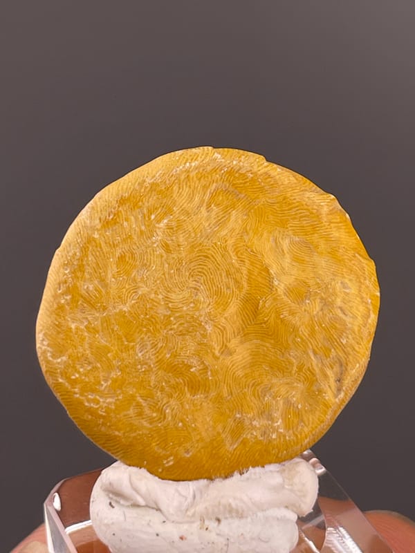 Unidentified specimen from China: front detail of the delicate pale surface pattern.