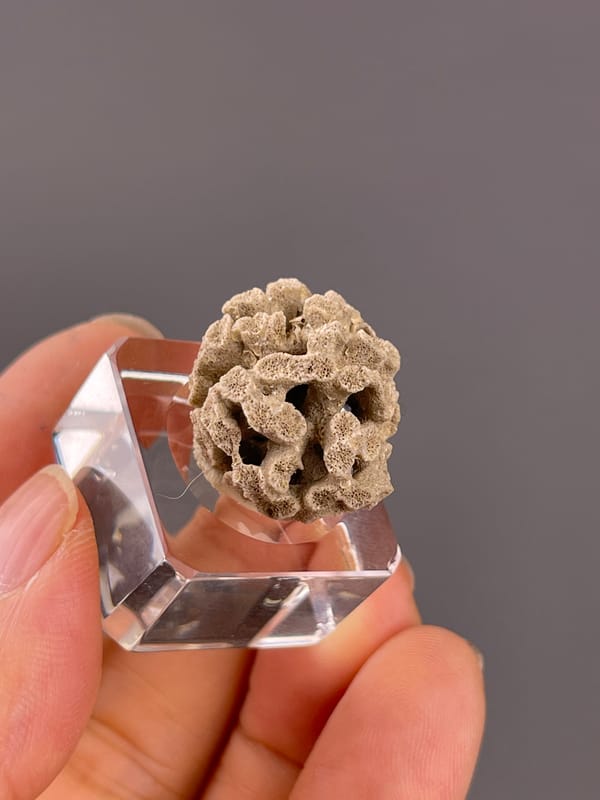 Unidentified specimen from China: upper side showing curved walls and deep shadowed cavities.