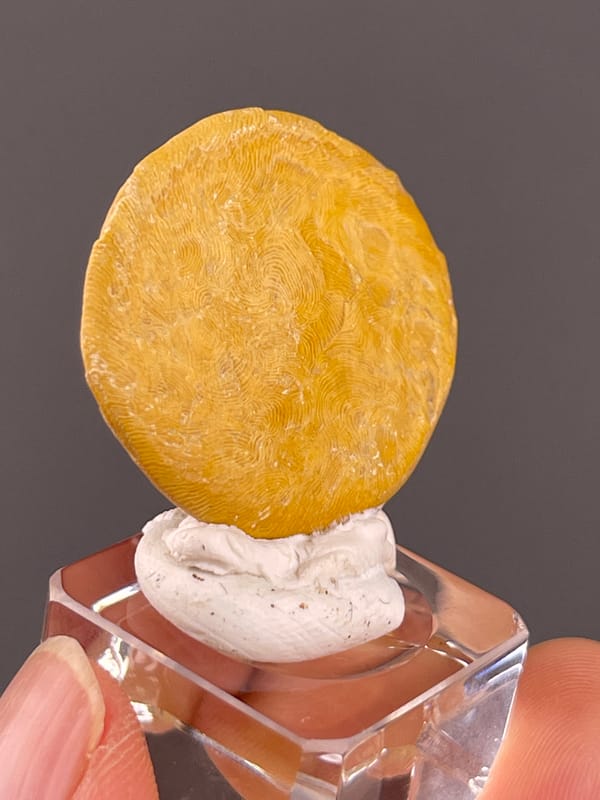 Unidentified specimen from China: tilted whole disc showing golden color and rounded outline.