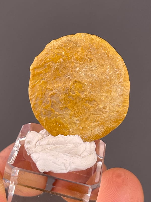 Unidentified specimen from China: reverse angle highlighting the small central round mark.