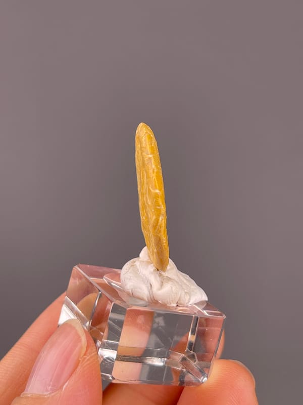 Unidentified specimen from China: edge view showing the very thin upright profile.