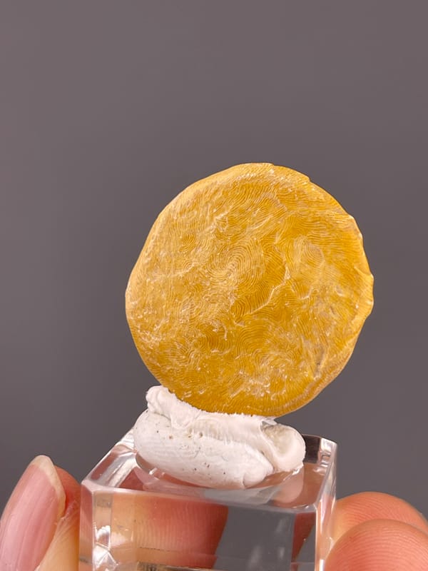 Unidentified specimen from China: angled face with pale winding lines on the golden background.