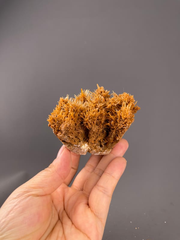 Unidentified specimen from Yunnan, China: compact fan shaped outline held above the palm.