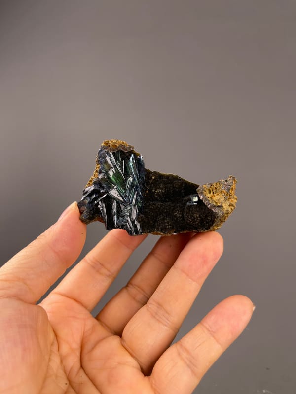 Vivianite from Brazil: whole curved specimen held above the palm.