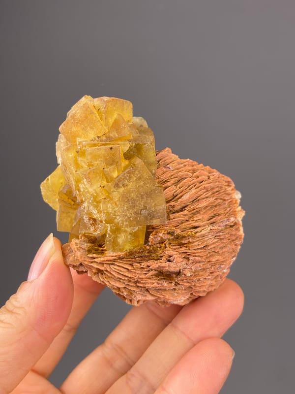 Yellow Calcite specimen from Morocco showing honey-yellow crystals on brown rosette