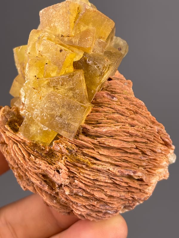Honey-yellow crystals on brown rosette on natural yellow calcite specimen from Morocco