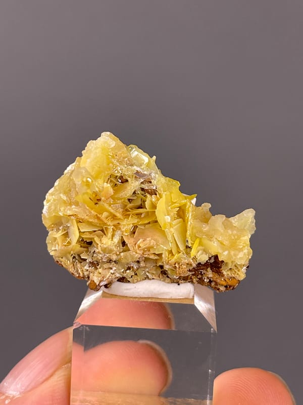 Yellow Wulfenite specimen featuring yellow radiating tabular blades clearly
