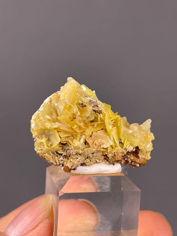 Yellow Wulfenite specimen showing yellow radiating tabular blades distinctly