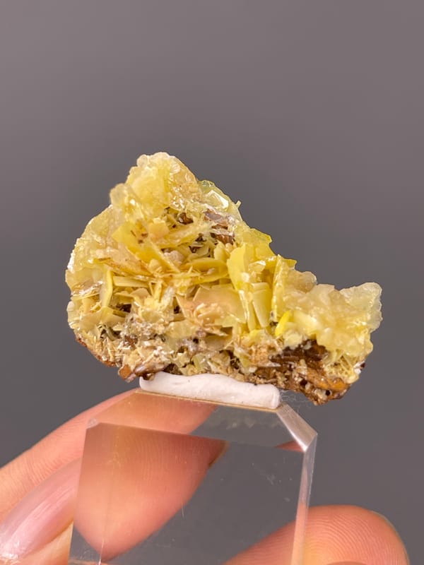Yellow Wulfenite specimen bearing yellow radiating tabular blades visibly