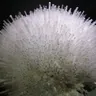 Mesolite