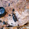 Riebeckite
